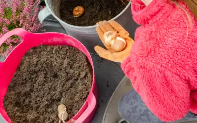 Planting a bulb lasange